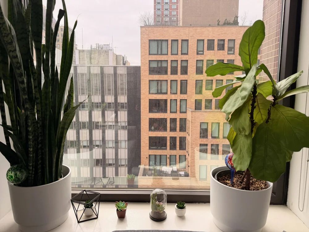 City skyline through a window with houseplants in the office