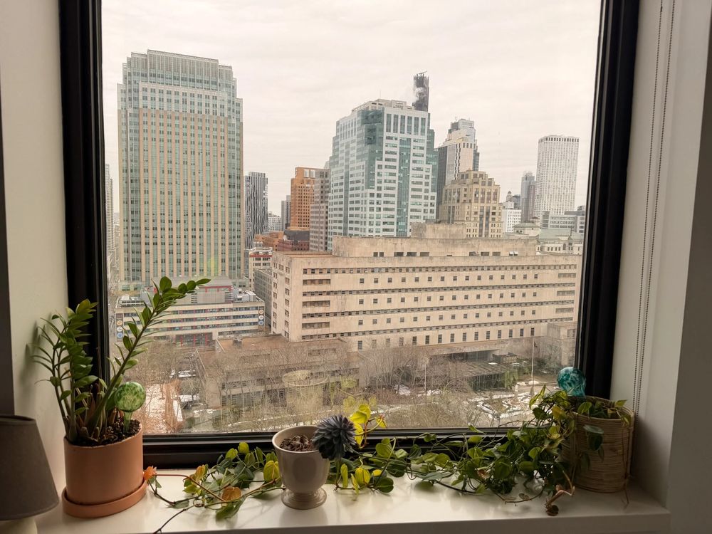 Sunlit window with plants in Jennifer Coonce's Brooklyn Heights office
