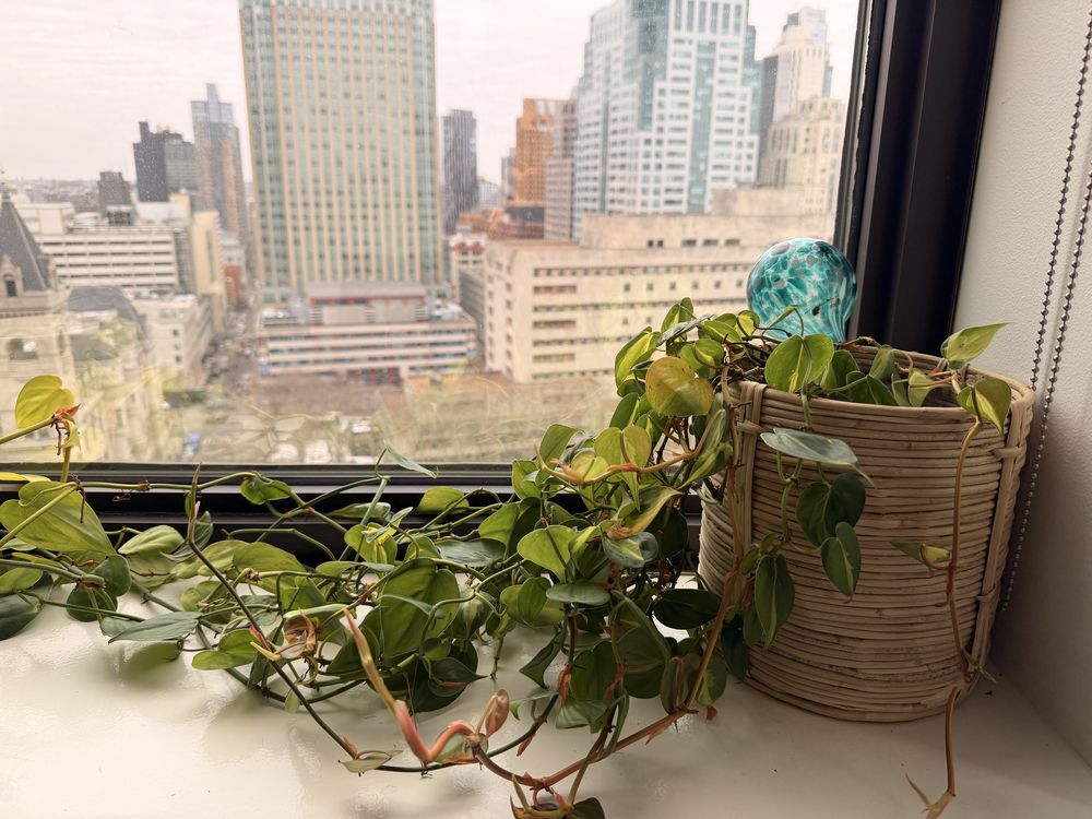 Ivy plant on a windowsill with a city view